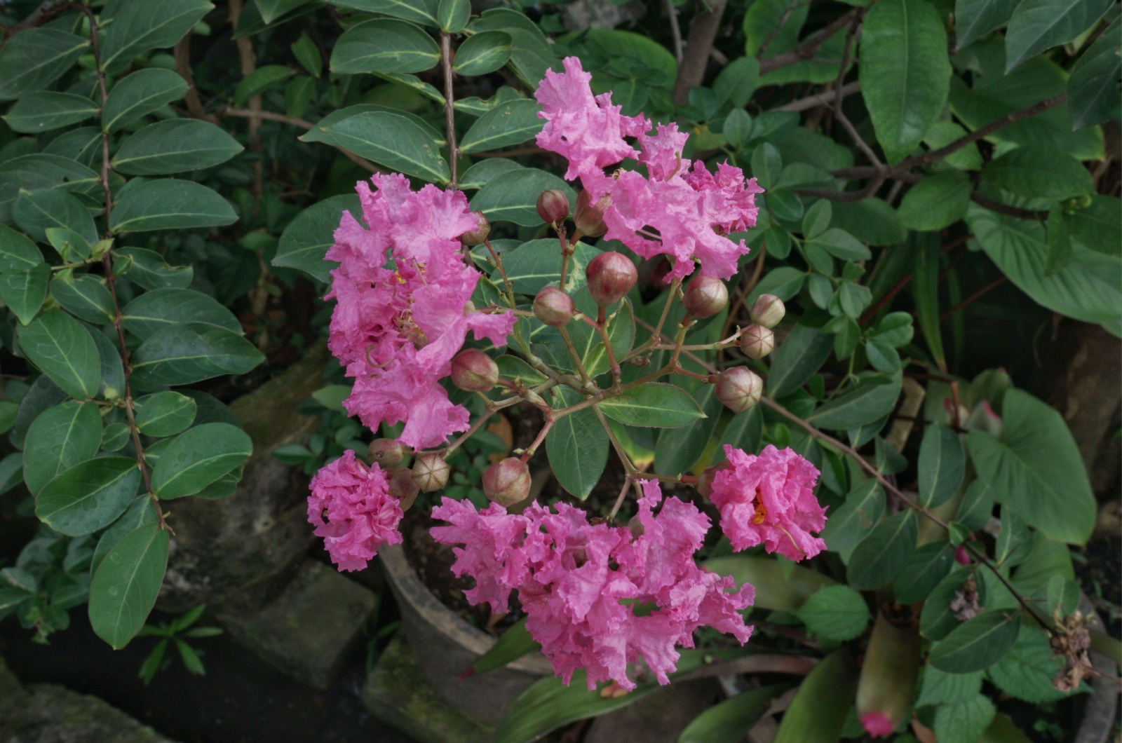 potted crepe myrtle