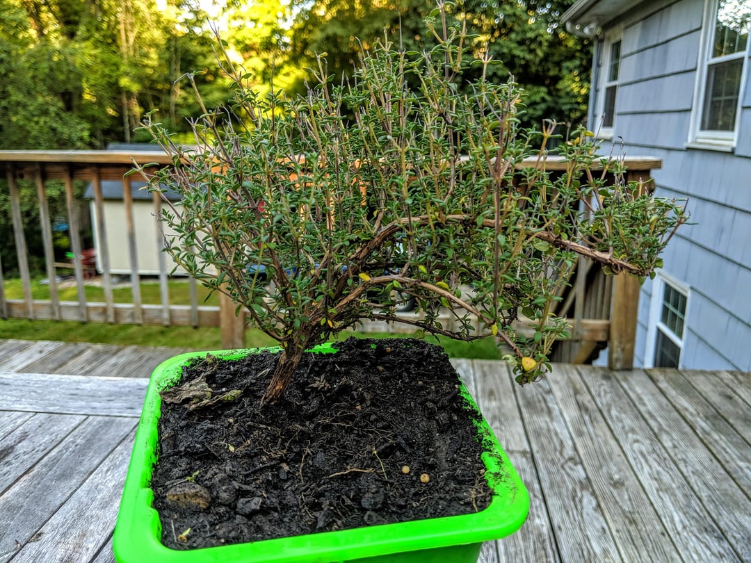 potted thyme