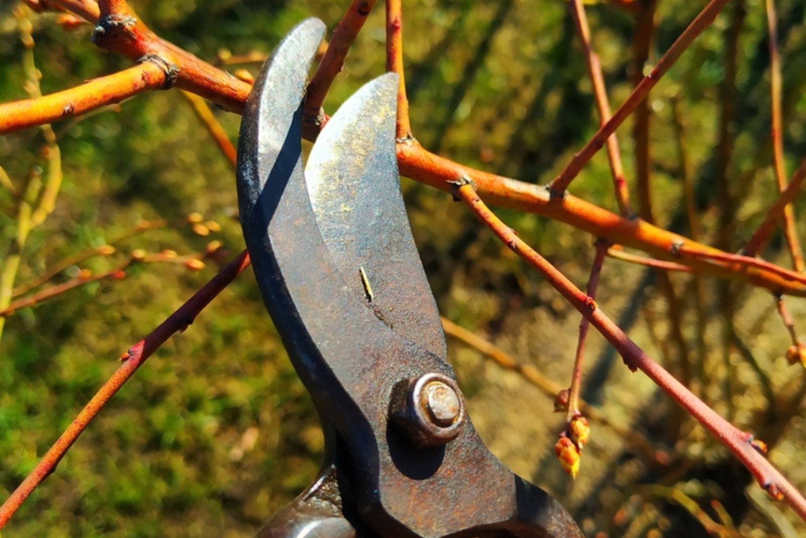 pruning blueberry bushes