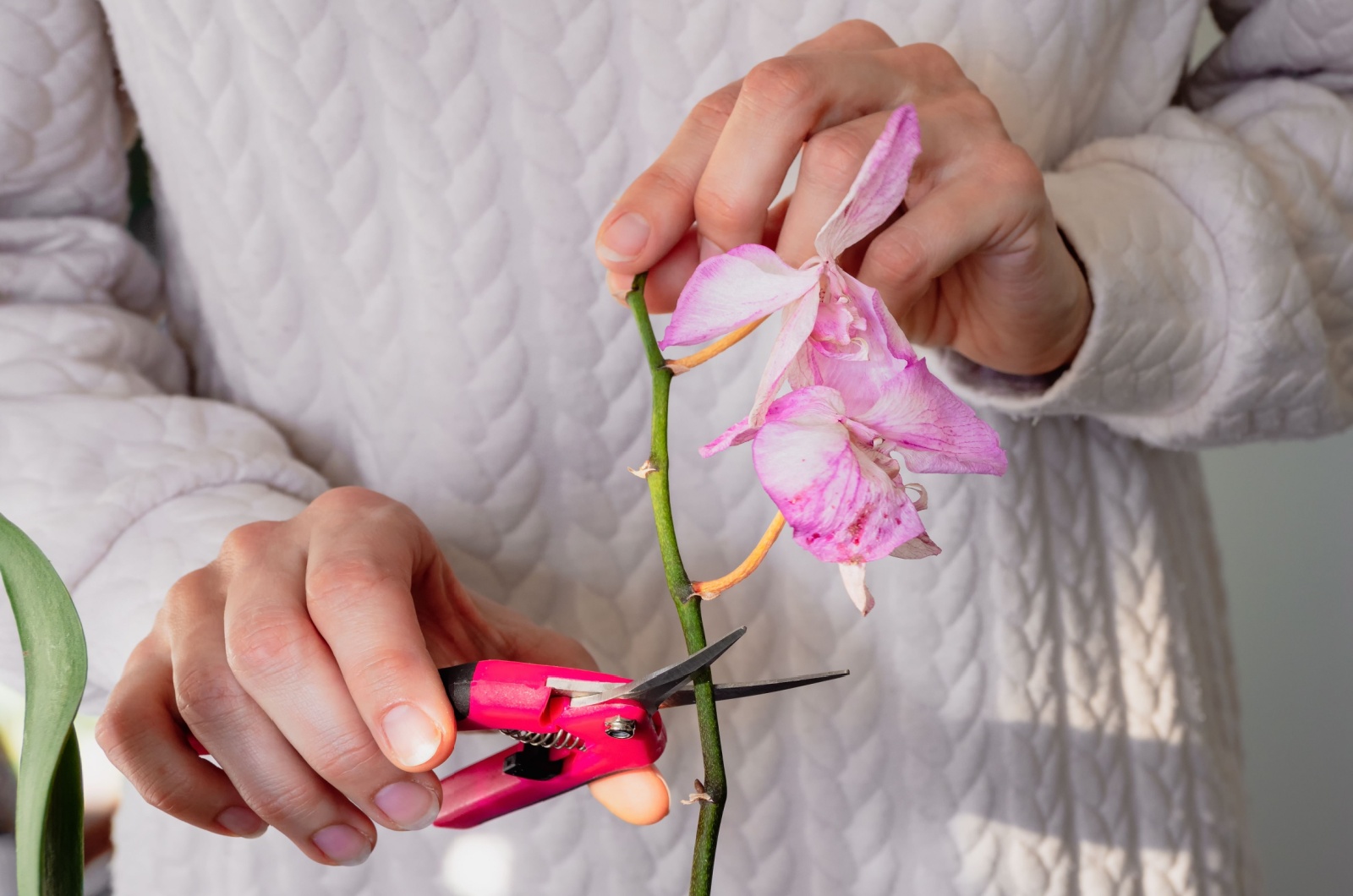 pruning damaged orchid