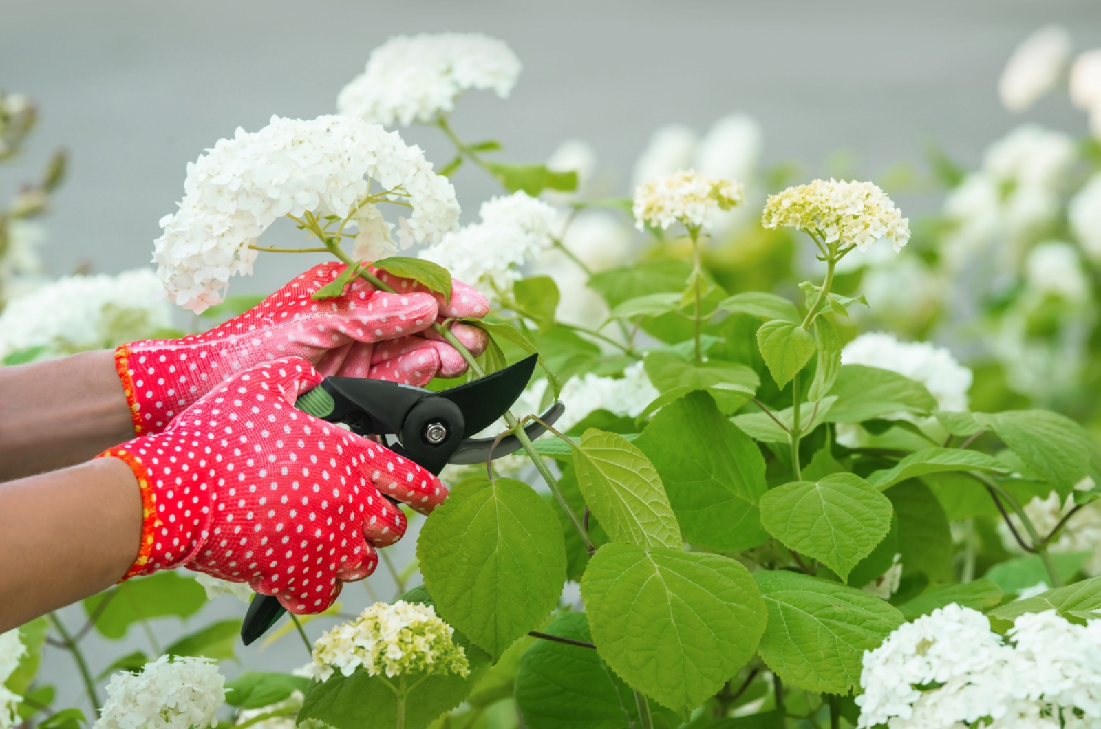 pruning hydrangea