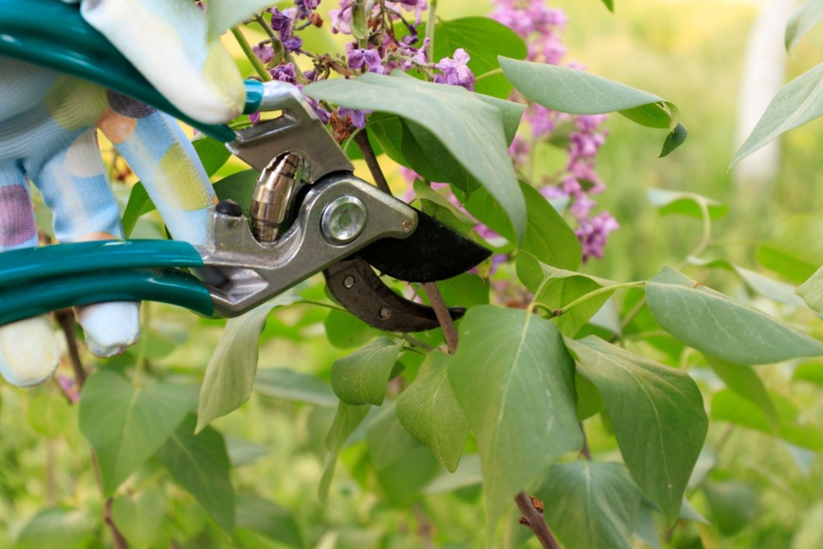 pruning lilacs after flowering