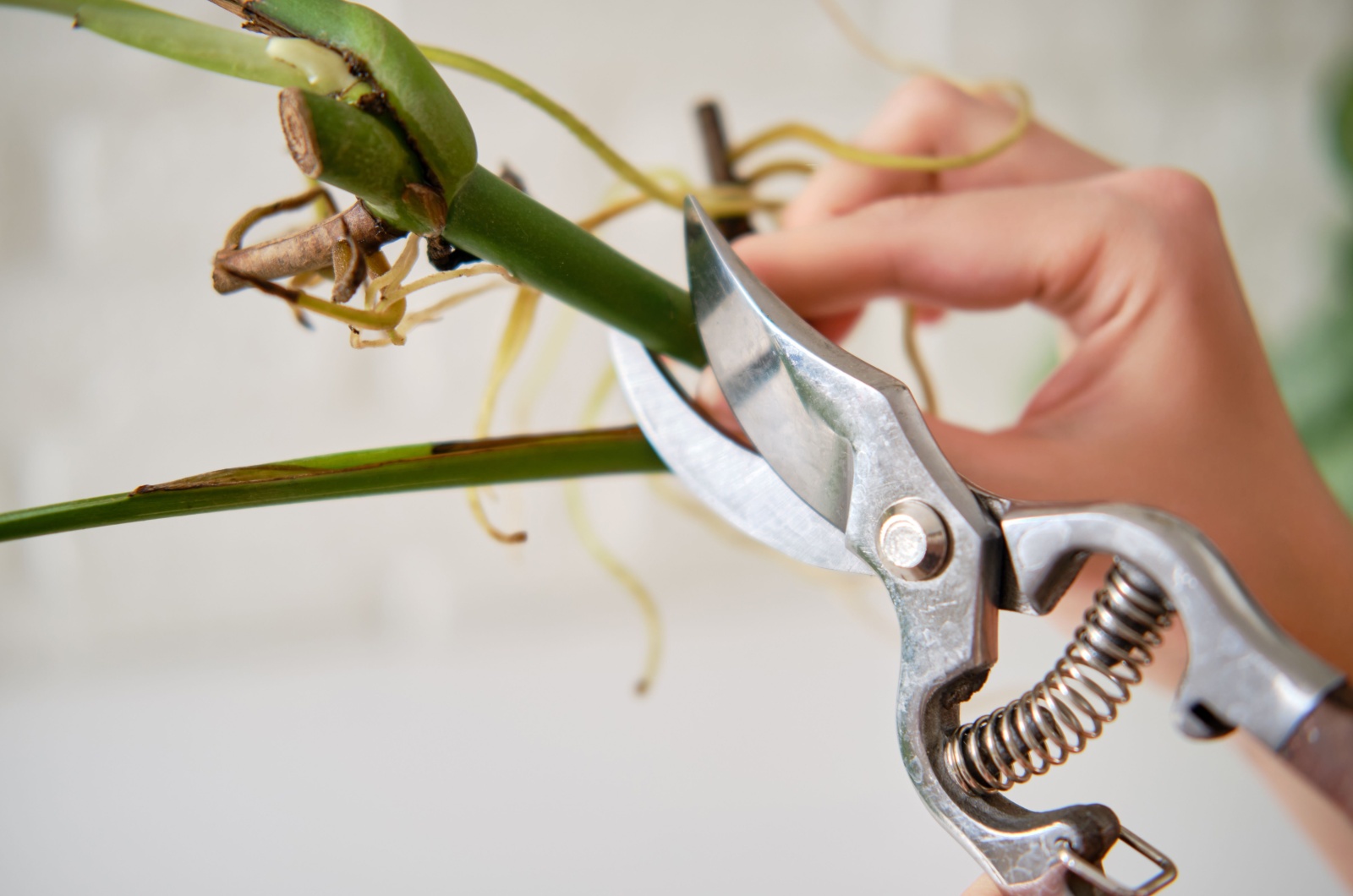 pruning monstera plant