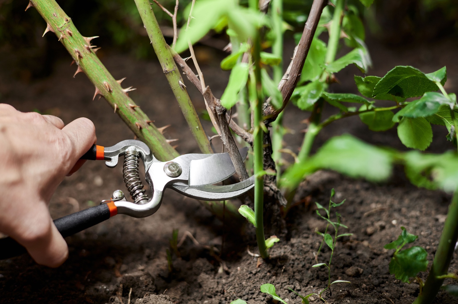 pruning rose bush