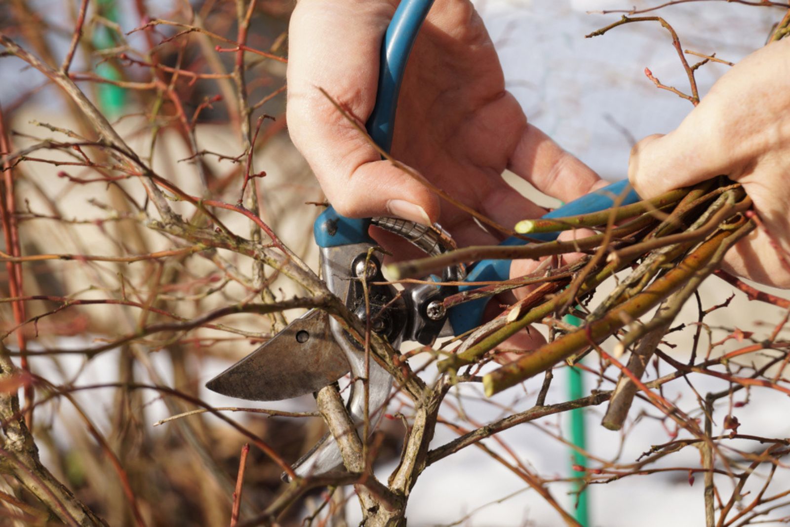 pruning shrubs