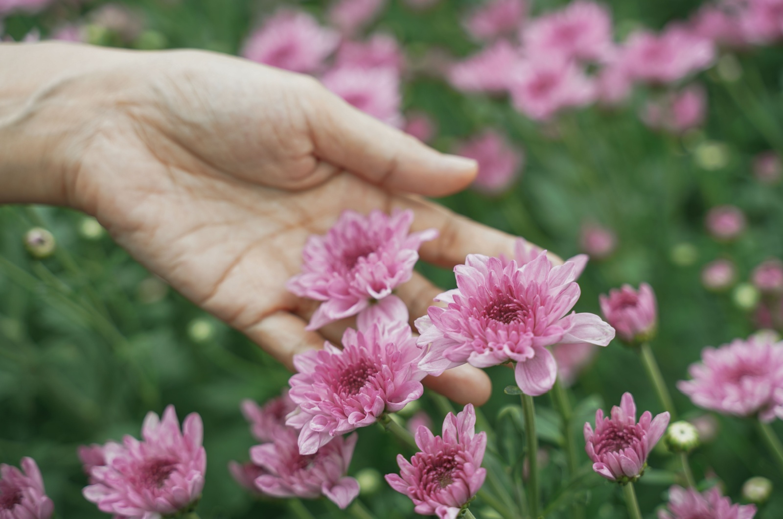 purple chrysanthemum