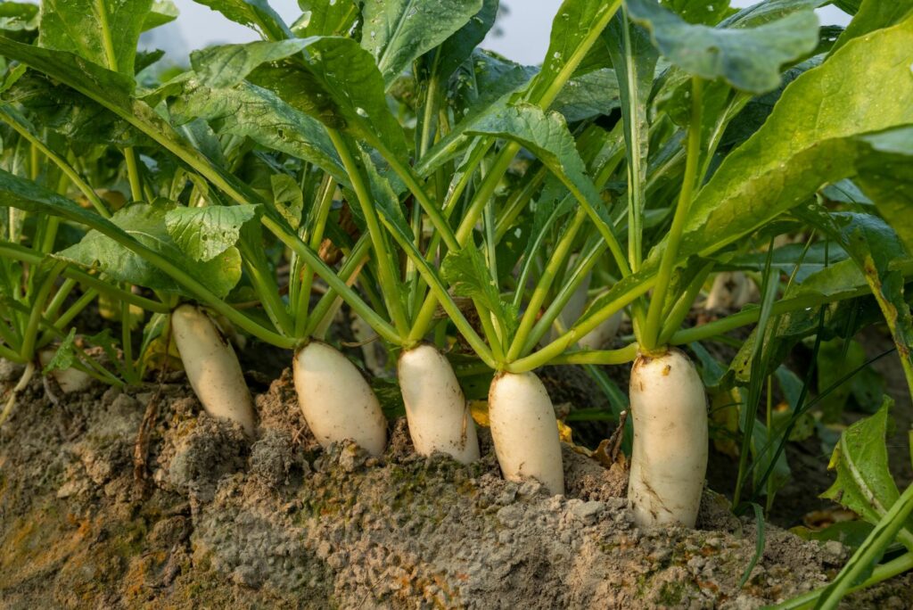 radish in the organic planting field