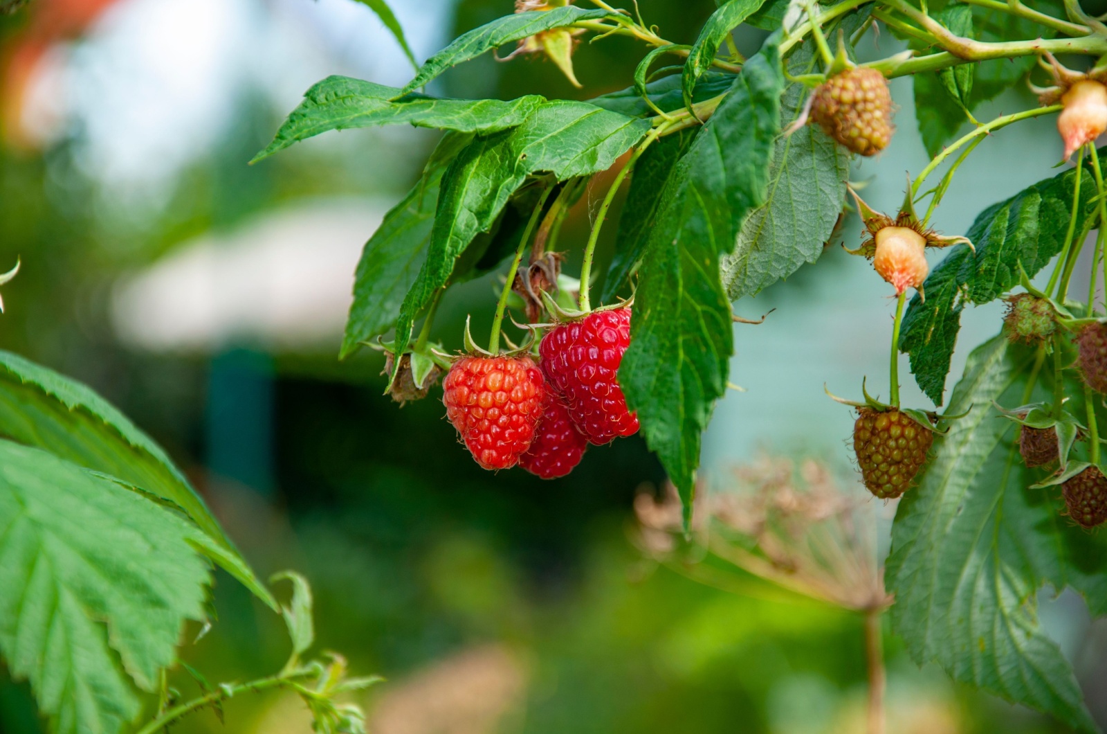 red ripe raspberries