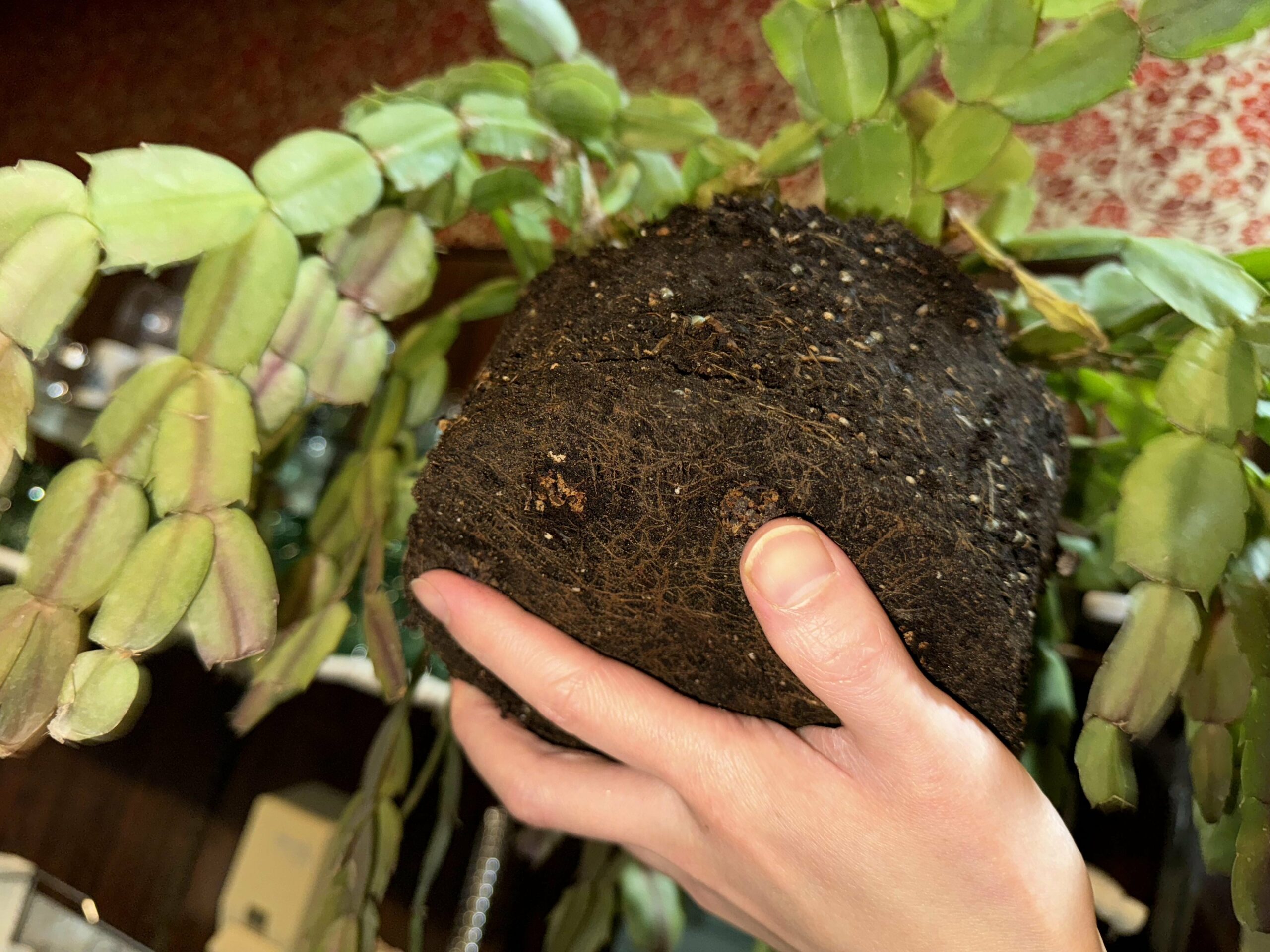 repotting christmas cactus