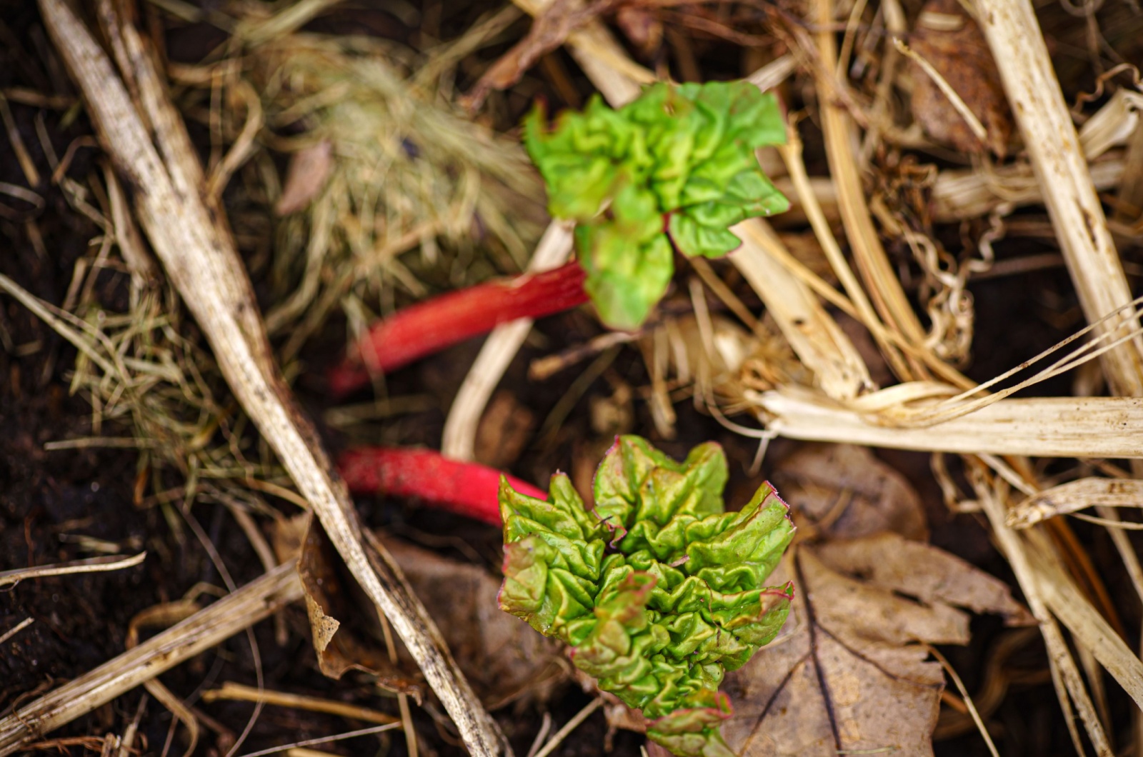 rhubarb with mulch