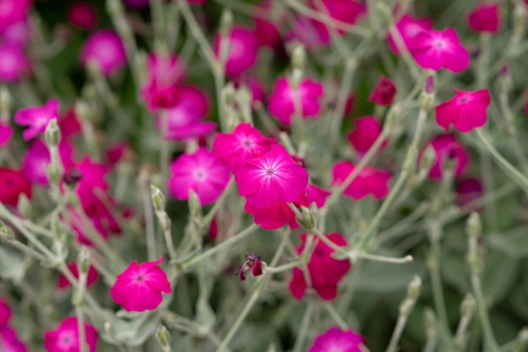 5 Flowers You Can Plant In October For A Spectacular Flower