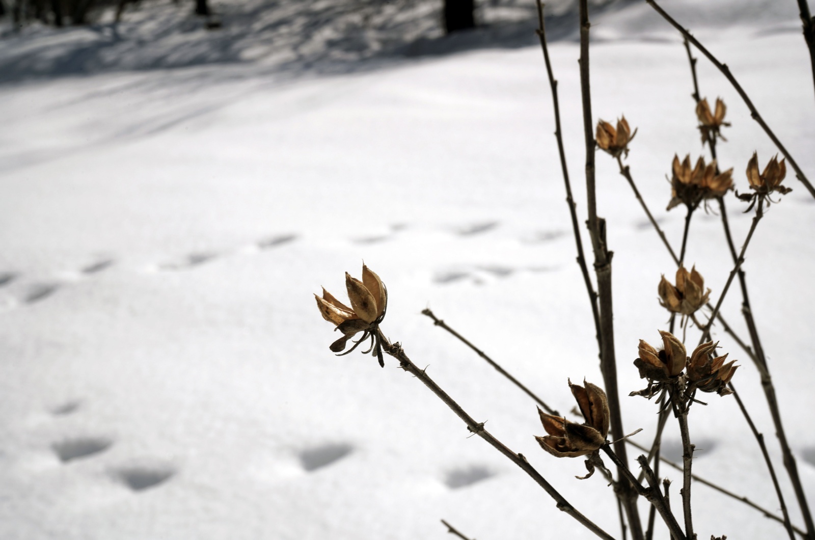 rose of sharon in winter