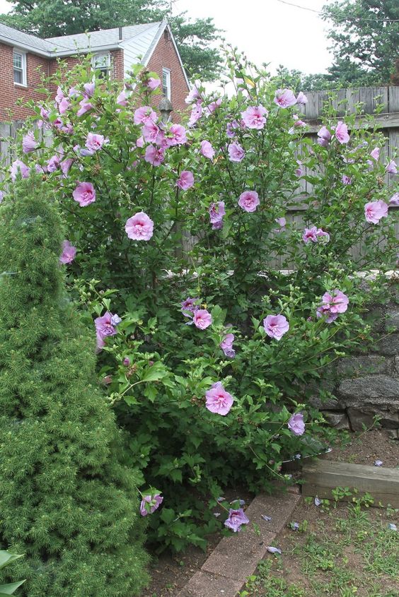 rose of sharon shrub