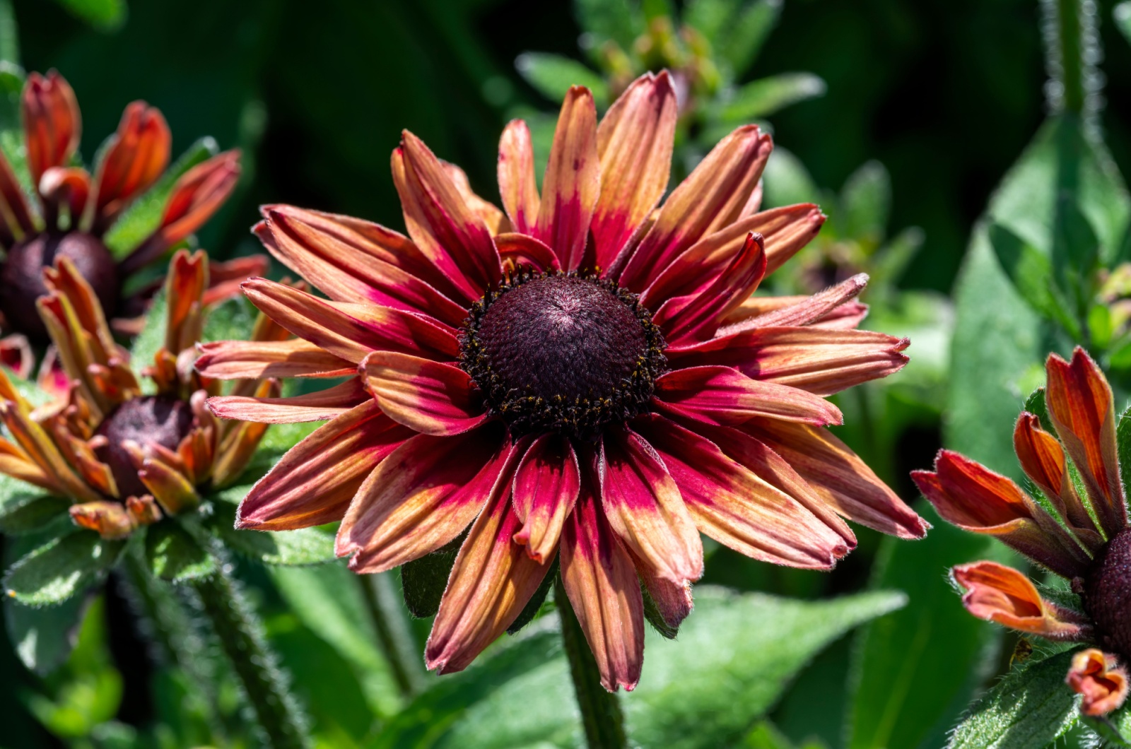 rudbeckia flower