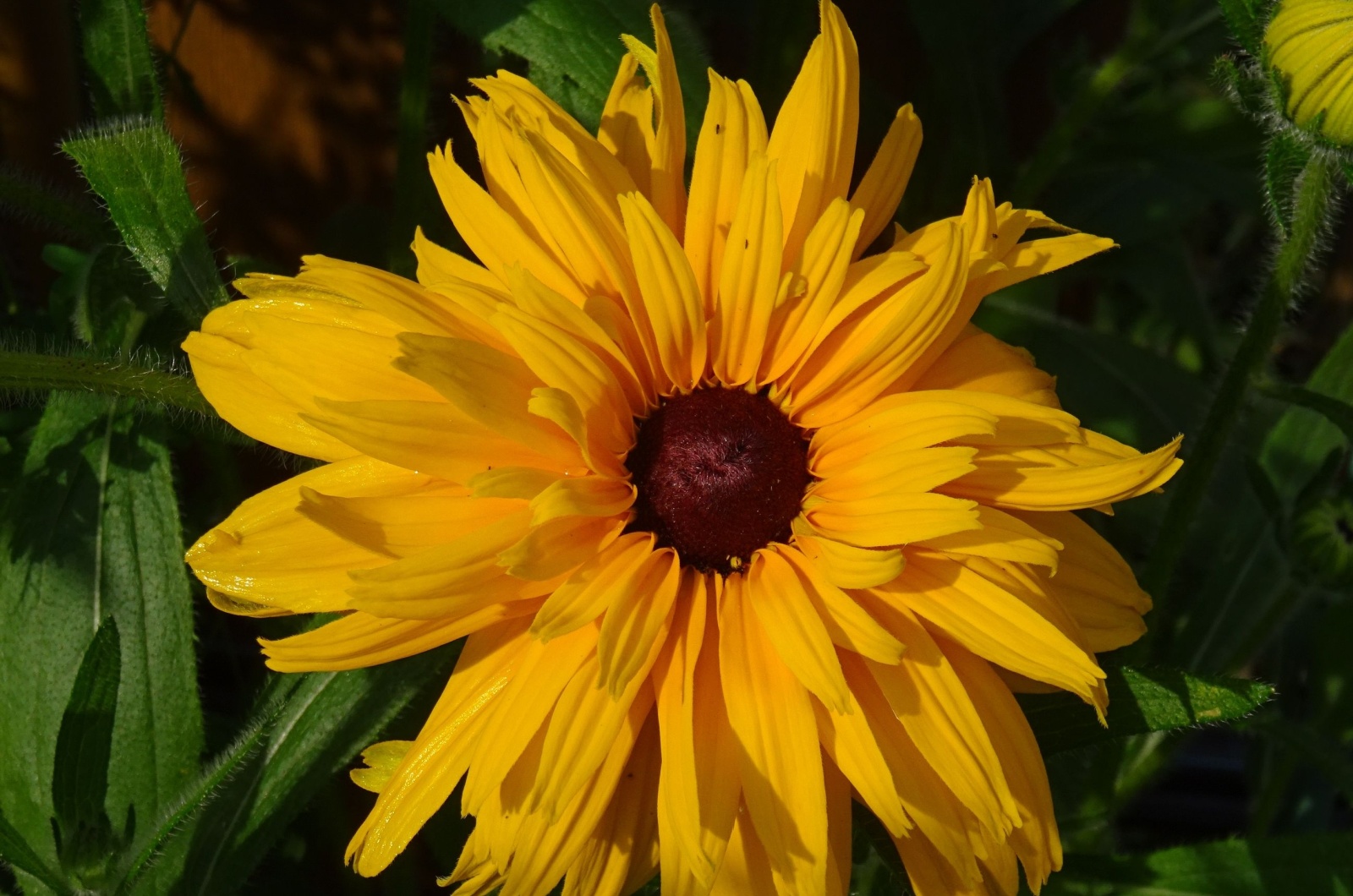 rudbeckia gloriosa