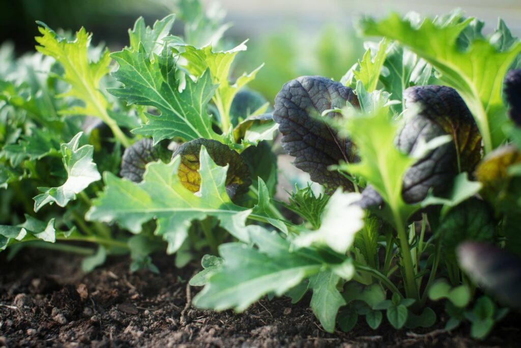 salad mix in an outdoor home garden