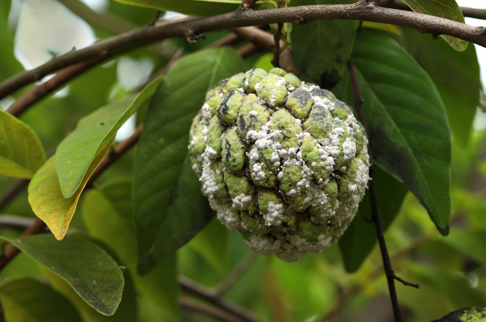 scale insects