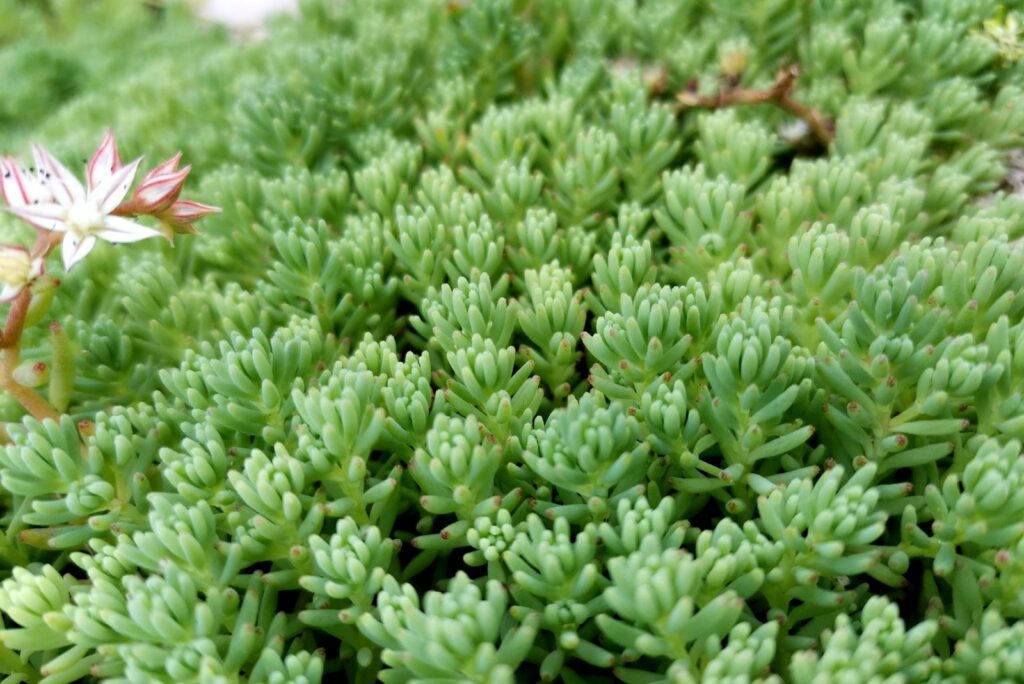 sedum plant