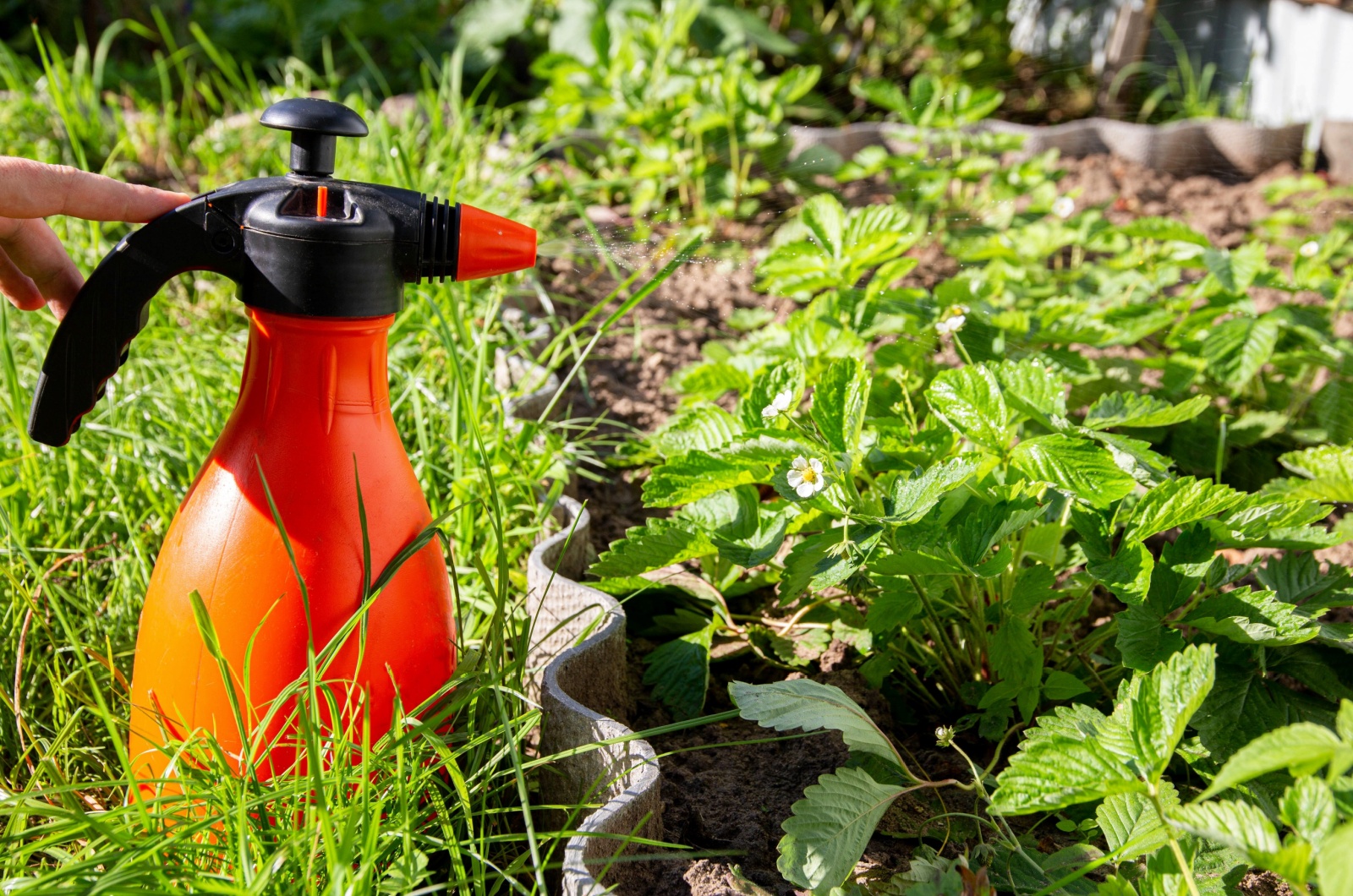 spray bottle in garden