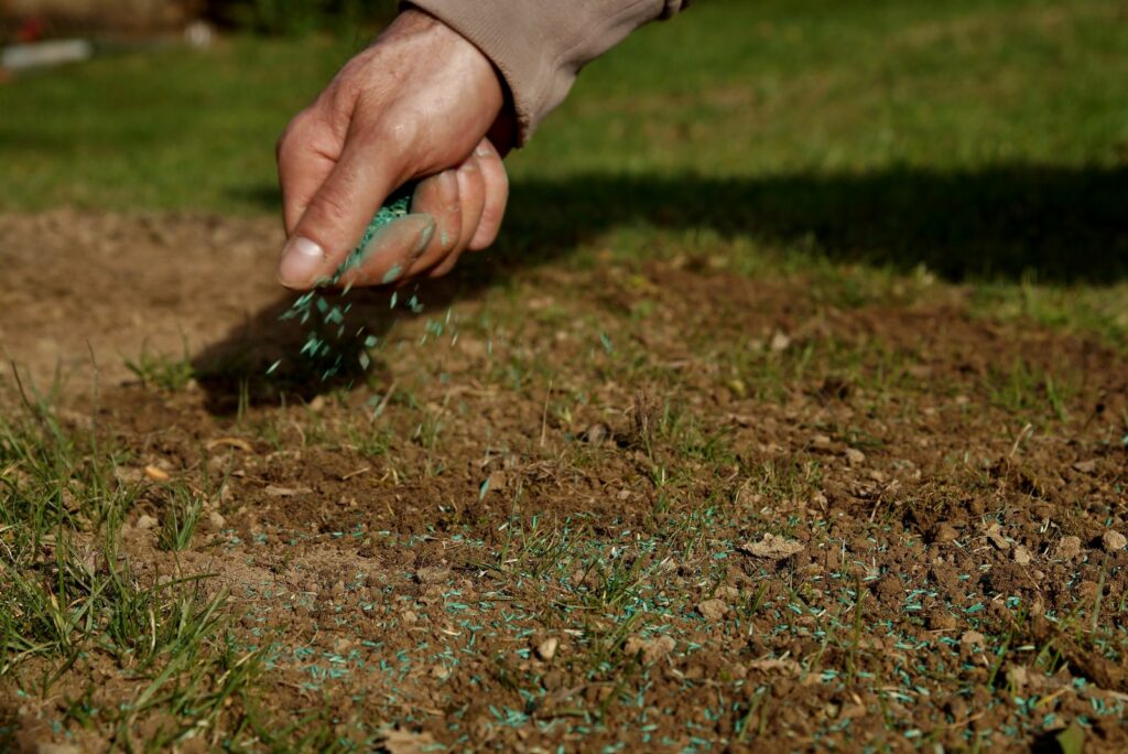 spreading grass seed by hand