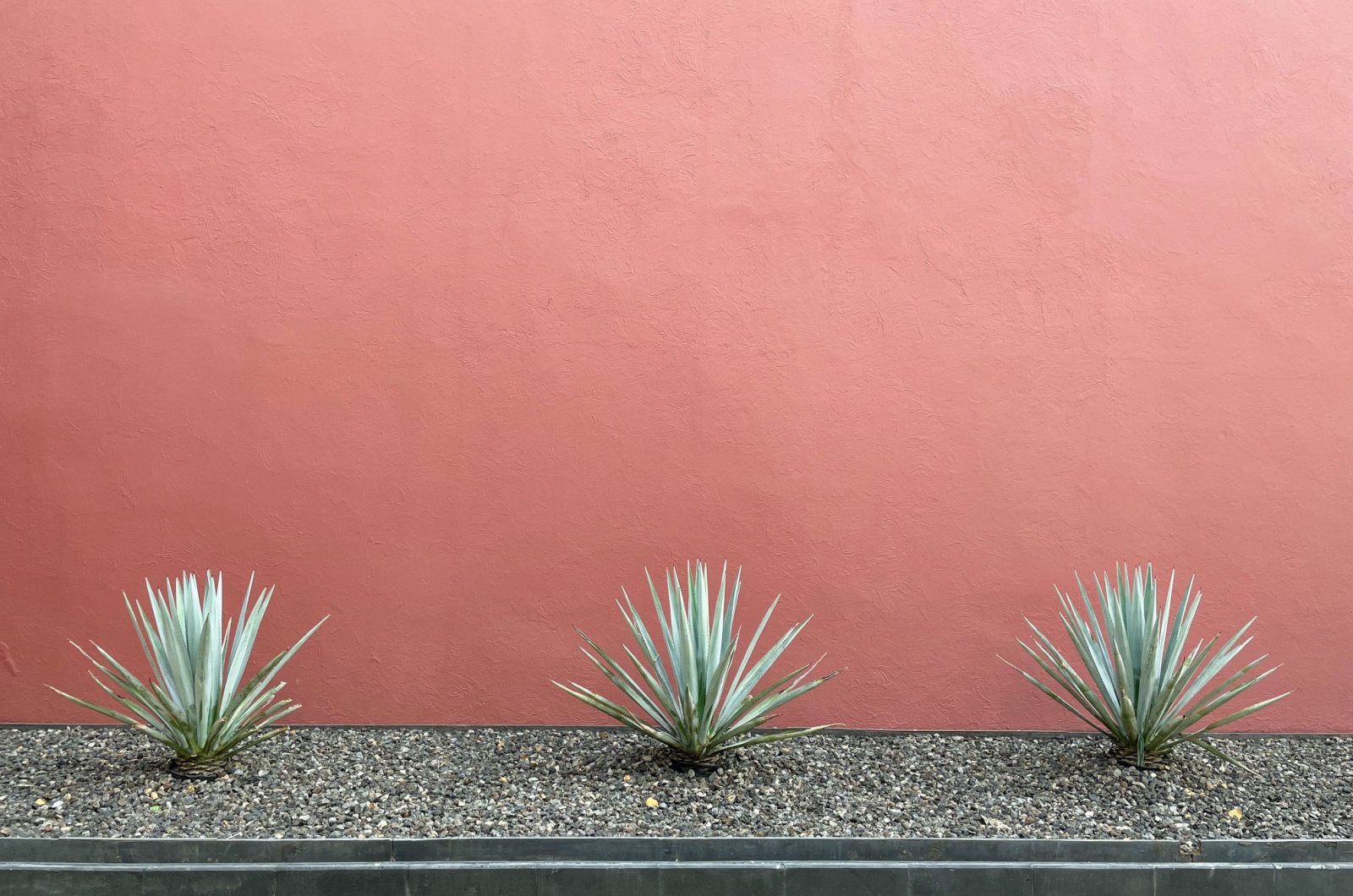 three agave succulent plants