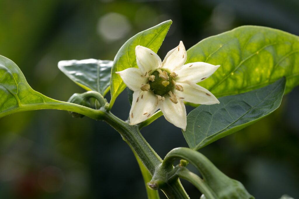 thrips on the flower of a Bell pepper