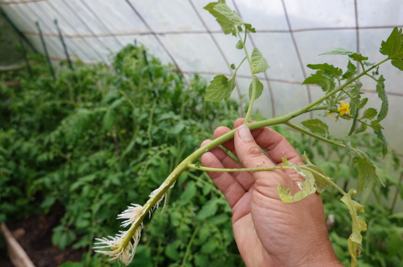 tomato plant cutting