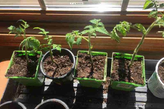 tomatoes plants