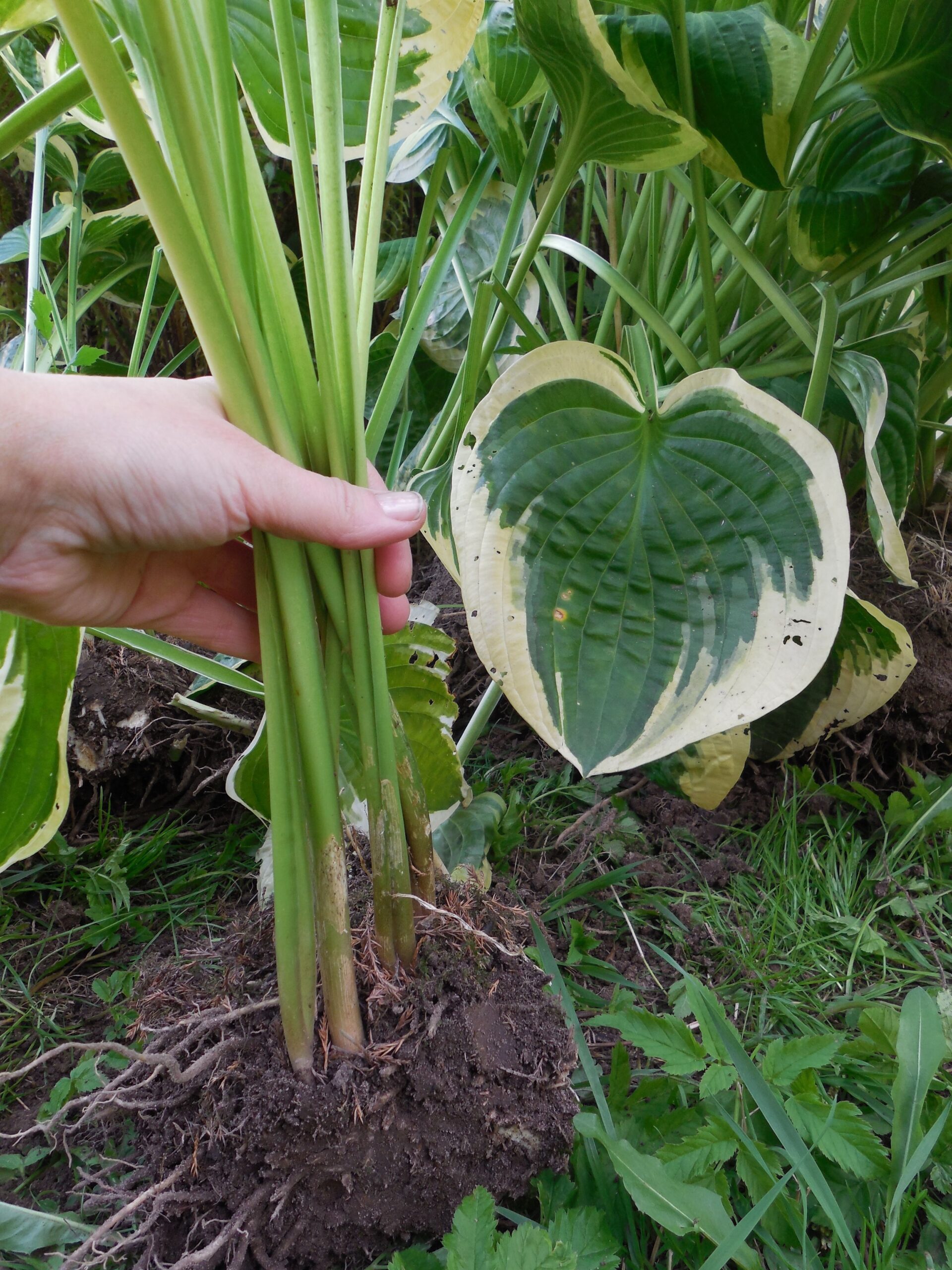 transplanting hosta plant