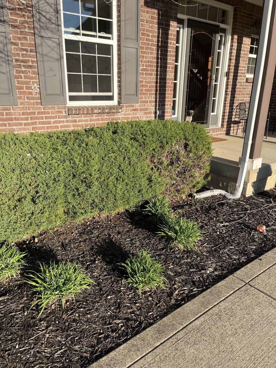 trimmed creeping junipers in front of the house