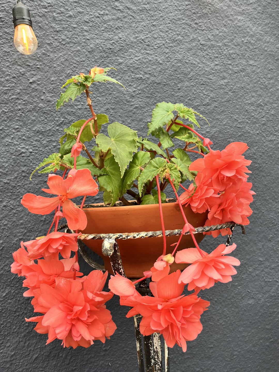 tuberous begonia