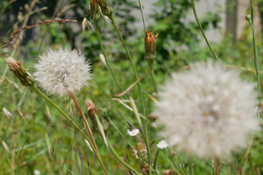 tufted dandelion