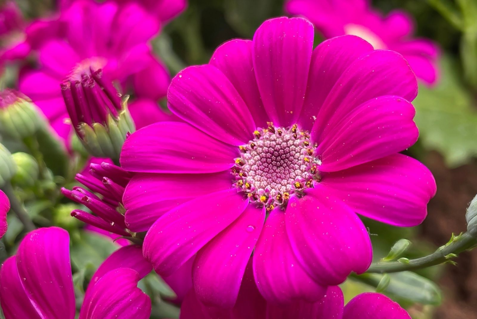 velvet Cineraria flower