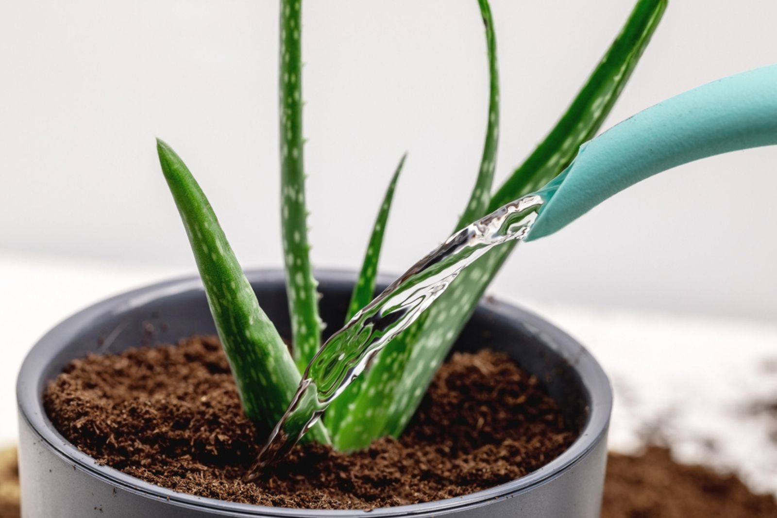 water pouring from a watering can into a flower pot with aloe vera