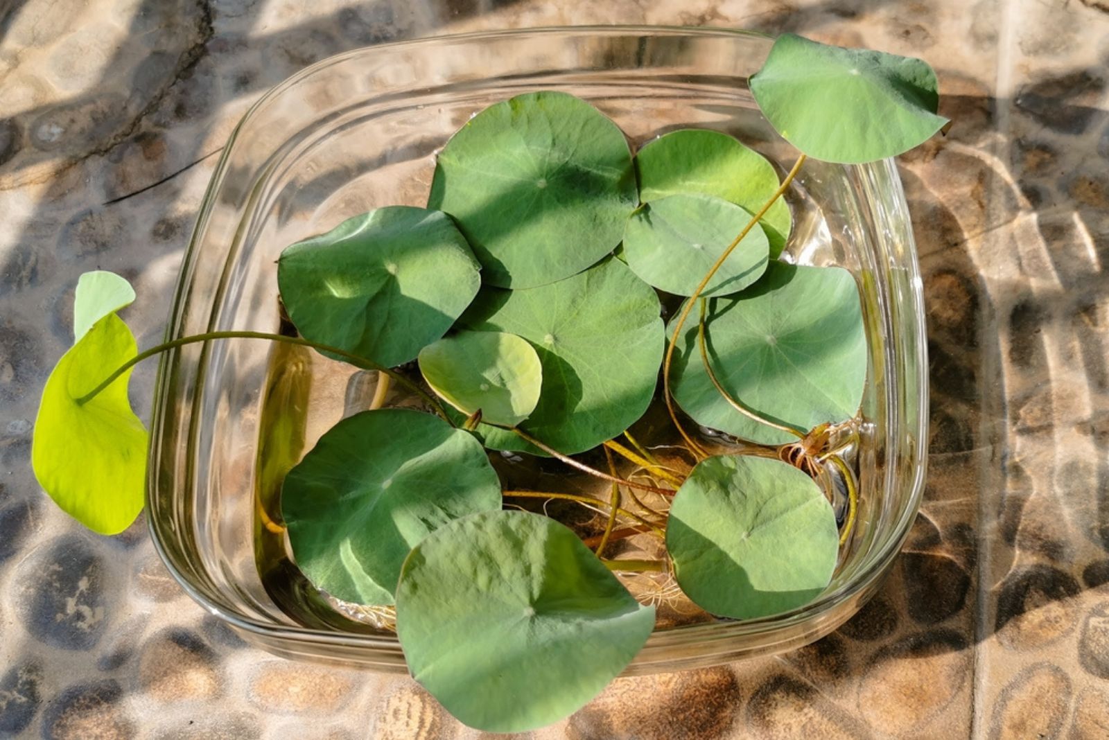 water propagation of lotus