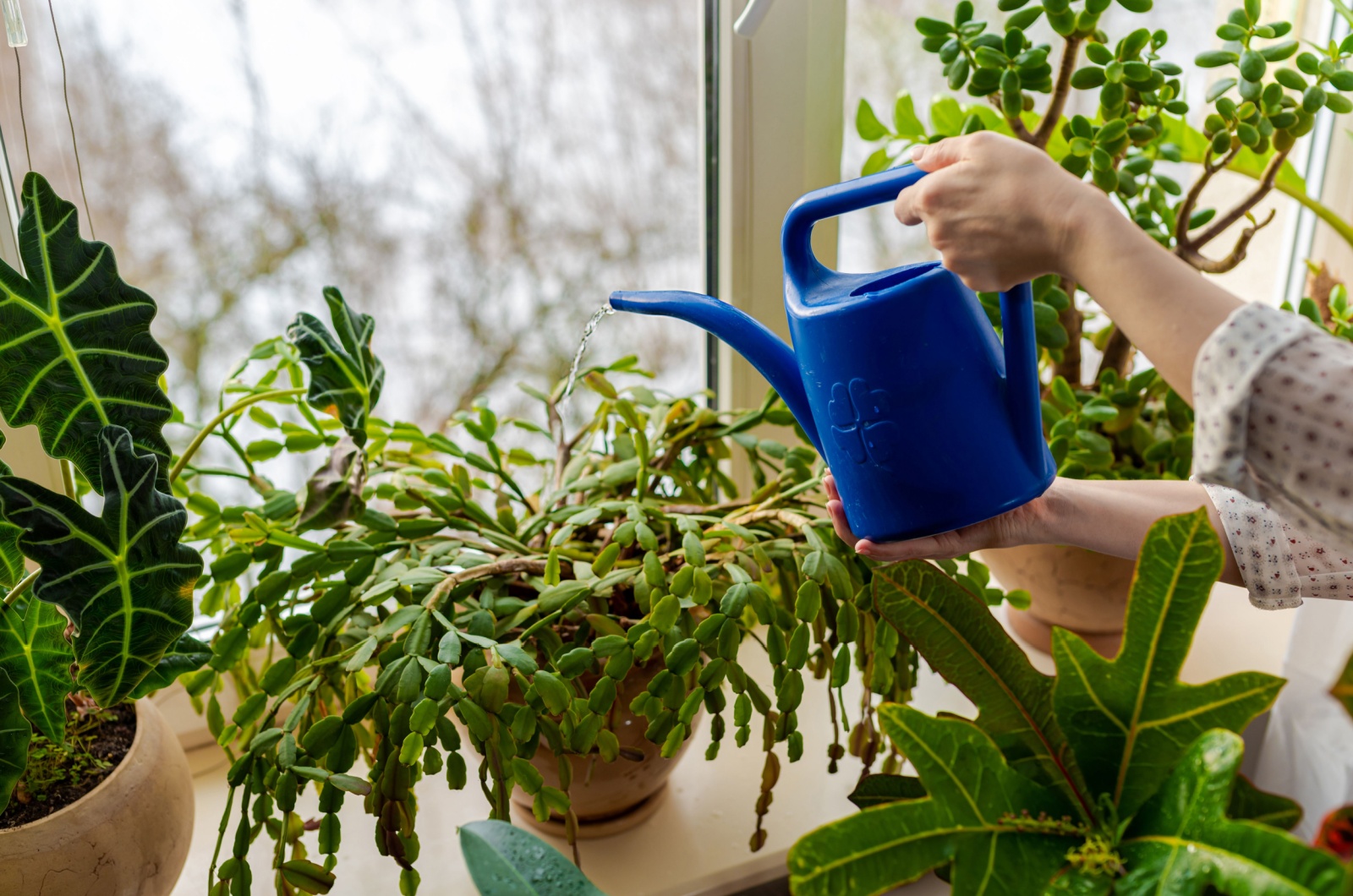 watering christmas cactus