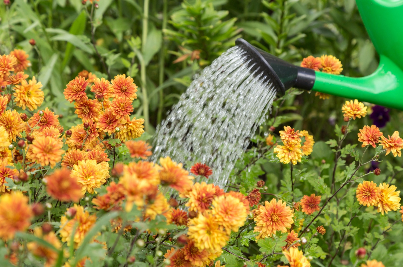 watering orange chrysanthemum