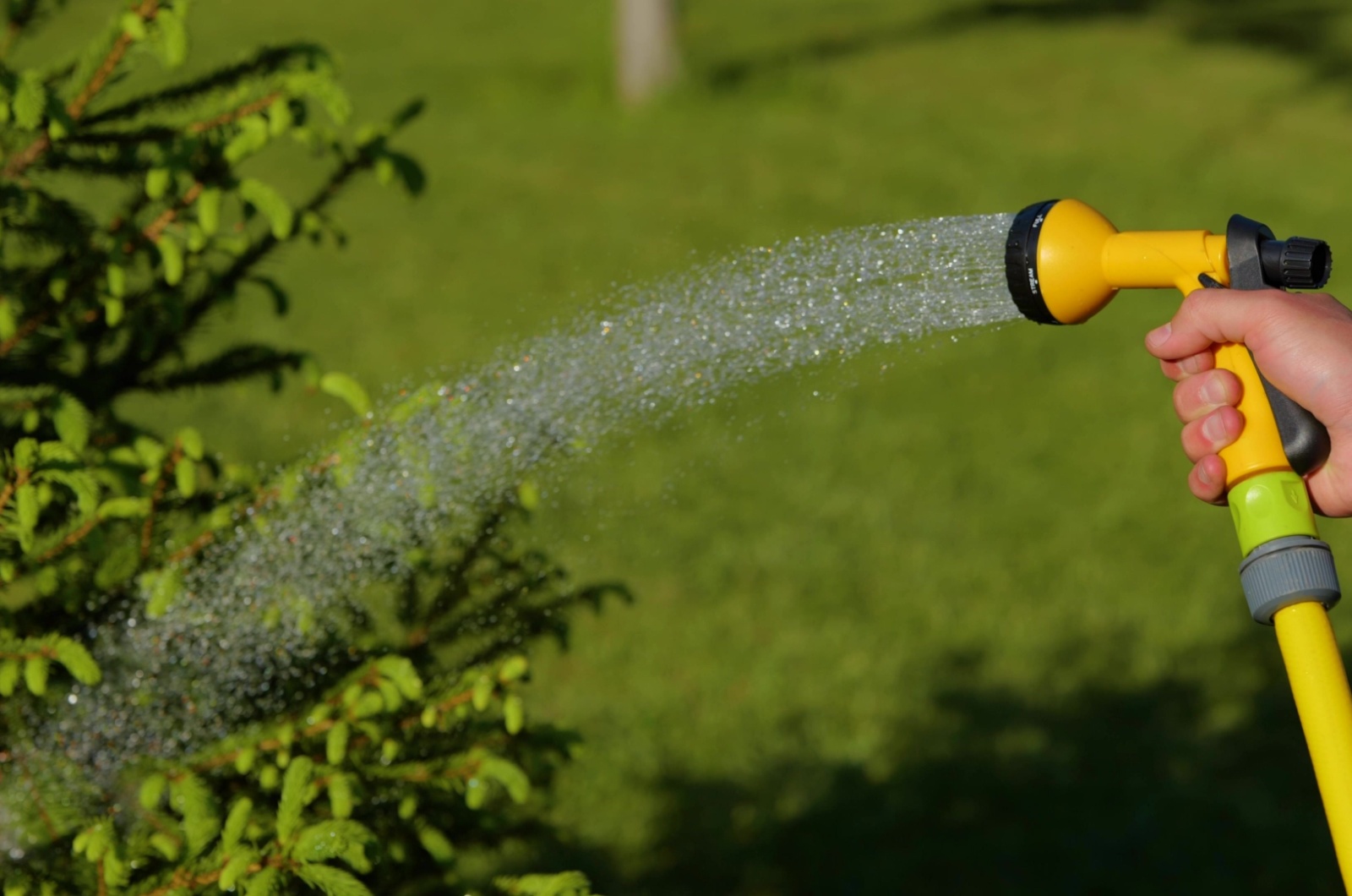 watering plants in garden