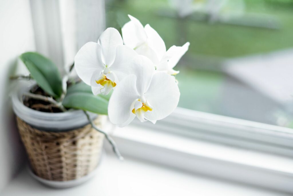 white Phalaenopsis orchid on the windowsill