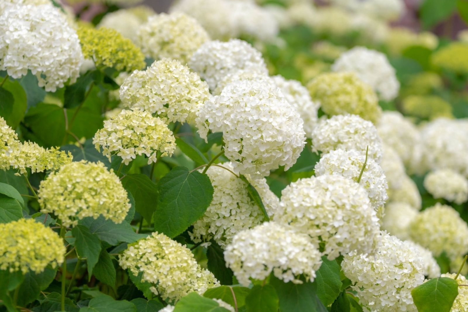 white hydrangea flowers in bush