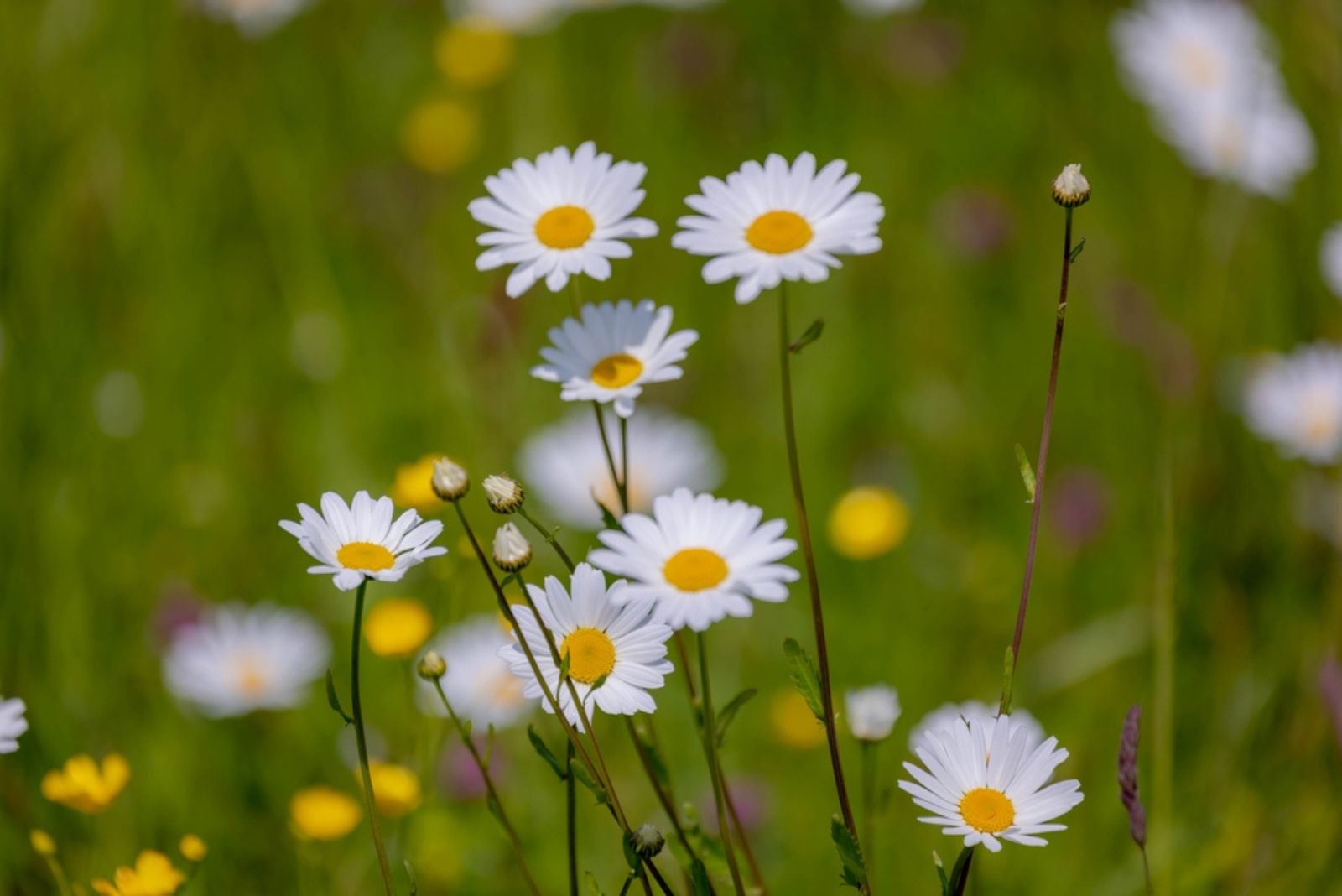 white flowers Leucanthemum maximum in the garden