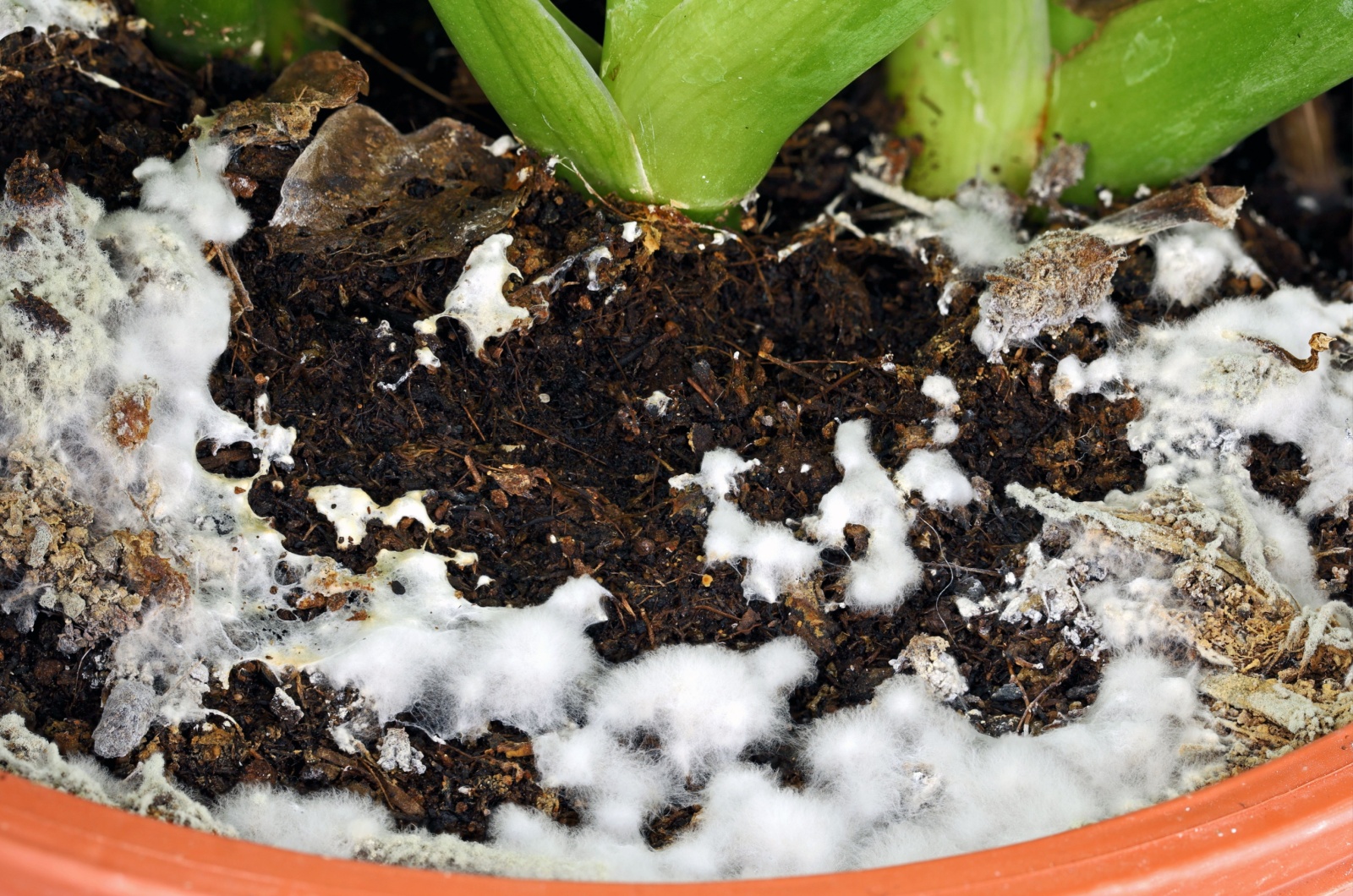 white mold growing on soil