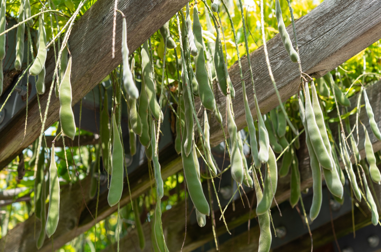 wisteria seed pods