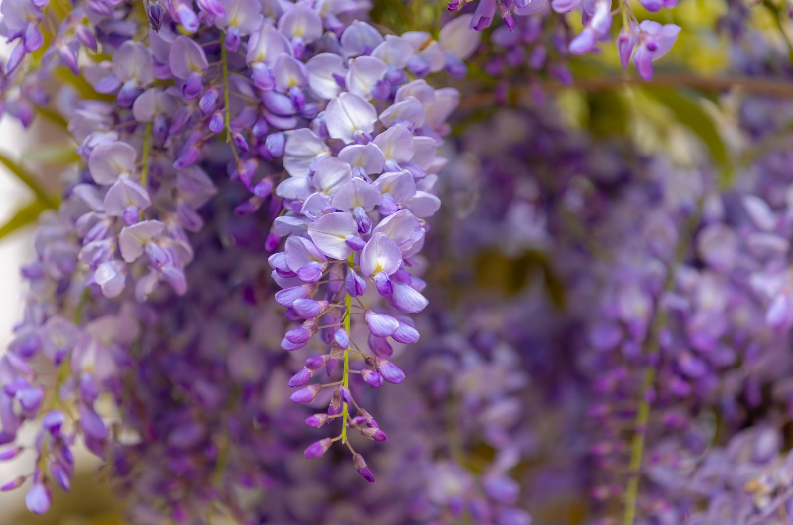 wisteria