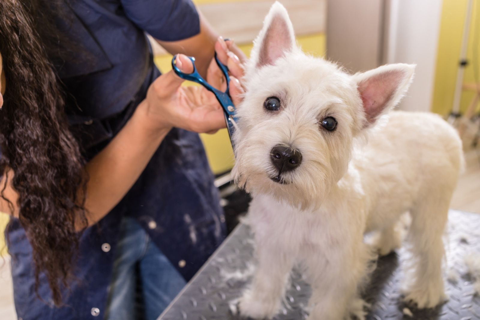 woman grooming dog 