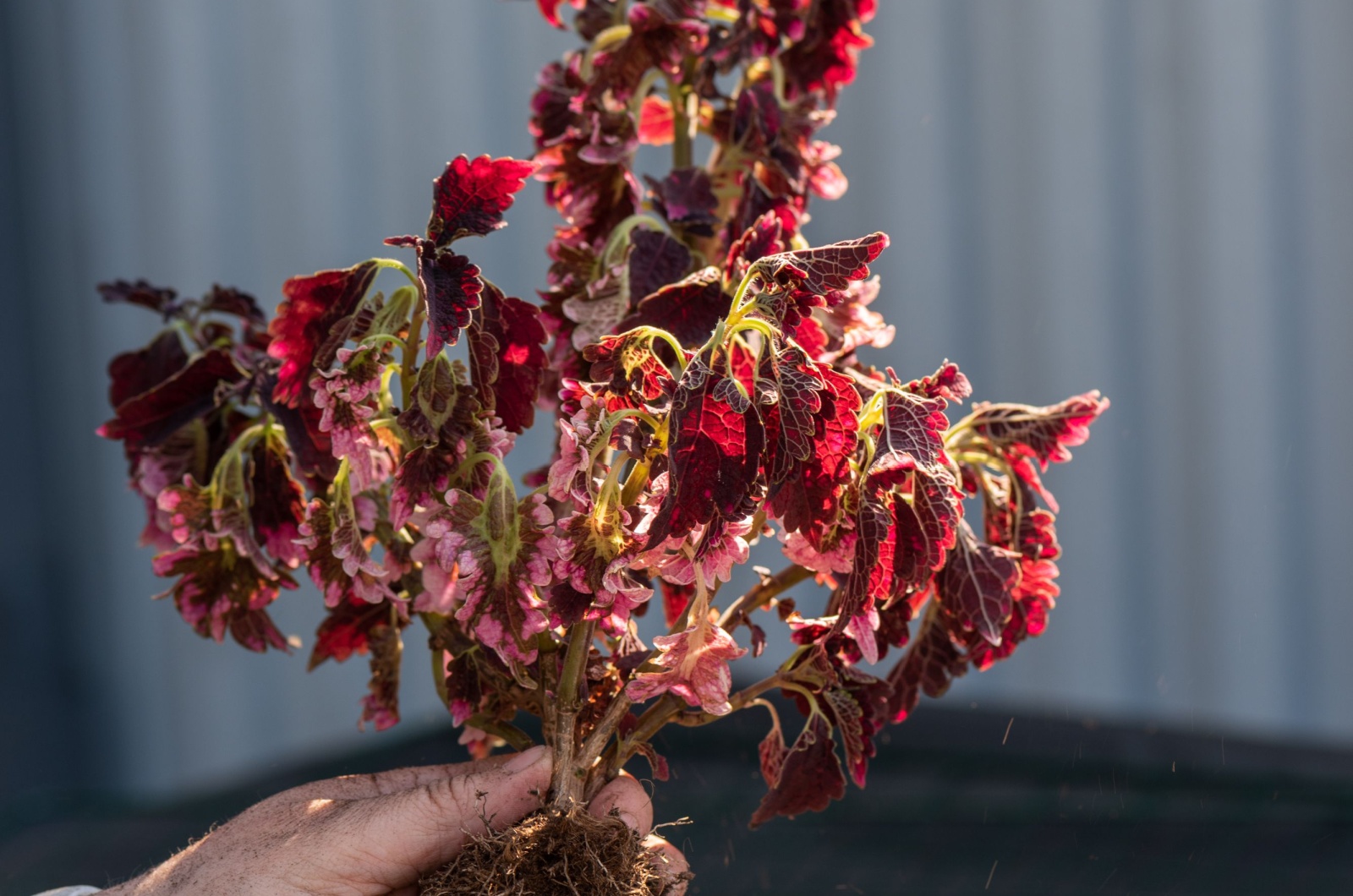 woman holding coleus