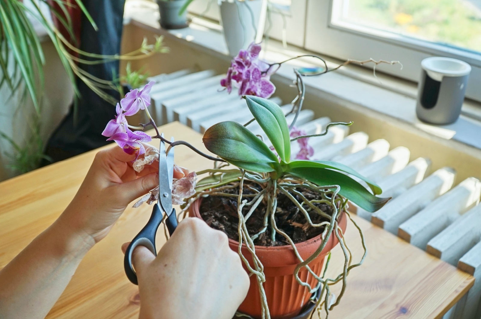 woman pruning orchid