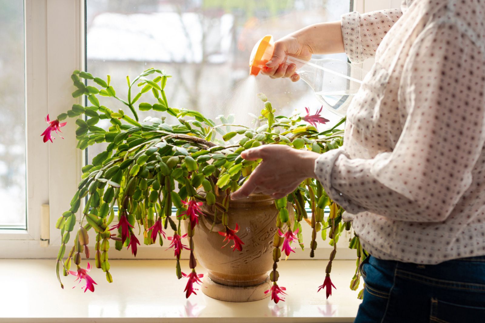 woman watering christmas cactus