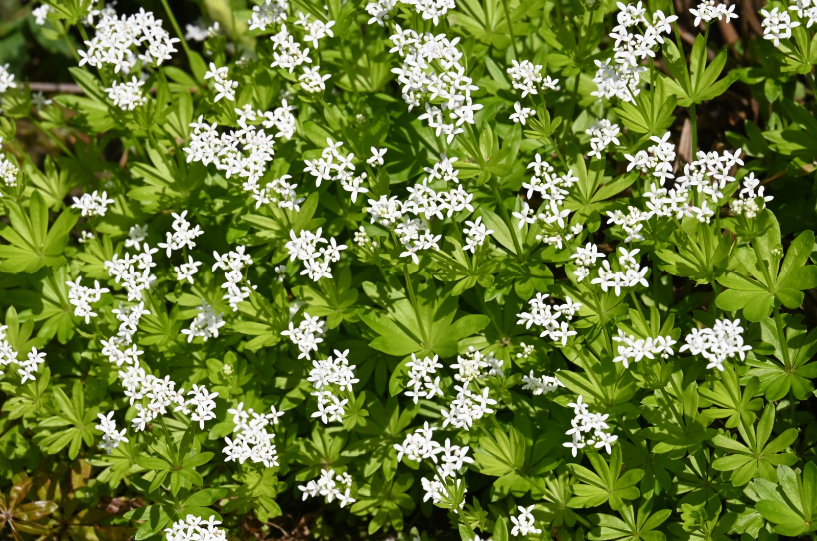 woodruff plant