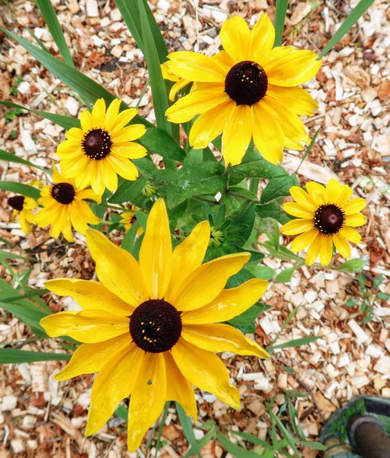 yellow black eyed susan flowers